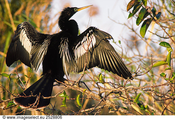 Anhinga Sonnen in einem Baum Florida