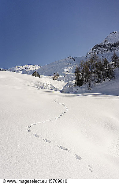 Animal footprints in fresh snow  Valmalenco  Italy