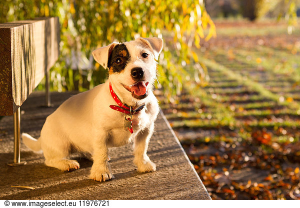 Animal portrait of jack russell looking at camera
