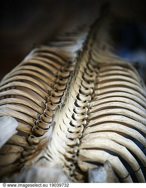 Animal skeleton  the backbone and ribcage.