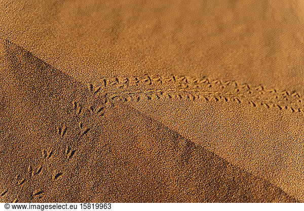 Animal tracks in sand dune in Sahara Desert  Merzouga  Morocco