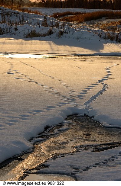 Animal tracks lead from open water across the snow covered ice in the Long Meadow Lake Unit of the Minnesota Valley National Wildlife Refuge.