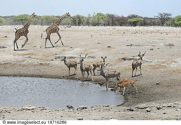 Animals at Waterhole  Etosha National Park  Kunene Region  Namibia
