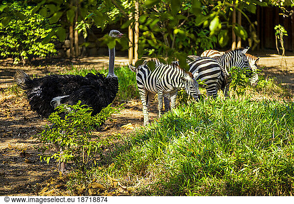 animals of the African savanna