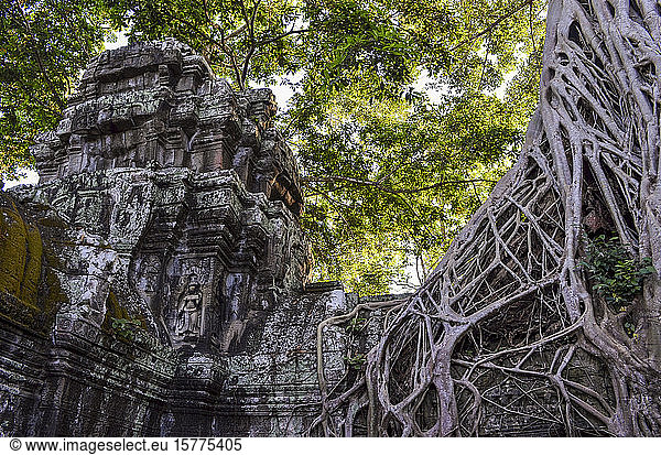 Ankor Wat  ein historischer Khmer-Tempel aus dem 12. Jahrhundert und UNESCO-Weltkulturerbe. Bögen und geschnitzter Stein mit großen Wurzeln  die sich über das Mauerwerk ausbreiten.