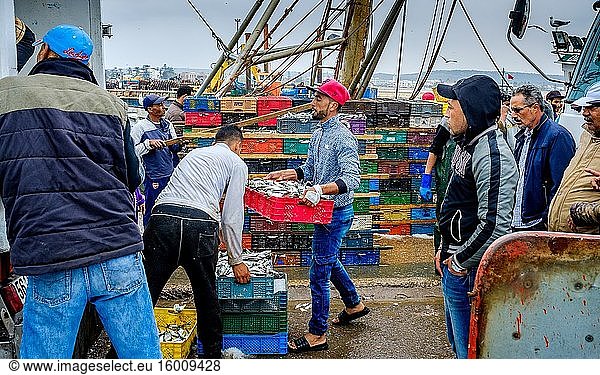 Anlandung von frischem Fisch im Hafen von Essaouira  Marokko  Nordafrika.