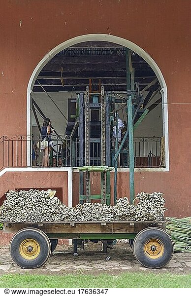 Anlieferung von Henequen Agaven  Landwirtschaftsmuseum  Produktion von Sisalfasern  Hacienda Sotuta de Peon  Yucatan  Mexiko  Mittelamerika
