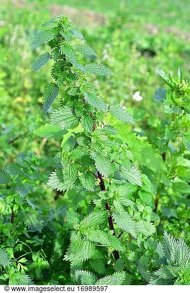 Annual nettle  dwarf nettle or small nettle (Urtica urens) is an annual herb native to Eurasia and widely naturalized in other regions. This photo was taken in Baix Llobregat  Barcelona province  Catalonia  Spain.