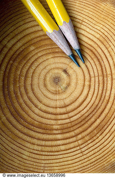 Annual Tree Growth Rings-Pencil Points Indicate One Year's Growth. Balsam Fir tree. (Abies balsamea). Northern Ontario. Canada.