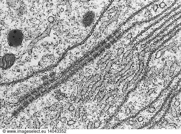 Annulate Lamellae Annulate Lamellae, TEM,annulate lamellae,gametocyte ...