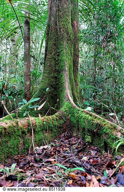 Anschnitt  Baum  Wurzel  Baumstamm  Stamm  Südostasien  Indonesien