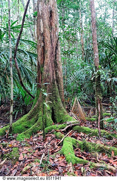 Anschnitt  Baum  Wurzel  Baumstamm  Stamm  Südostasien  Indonesien  Regenwald  dicht