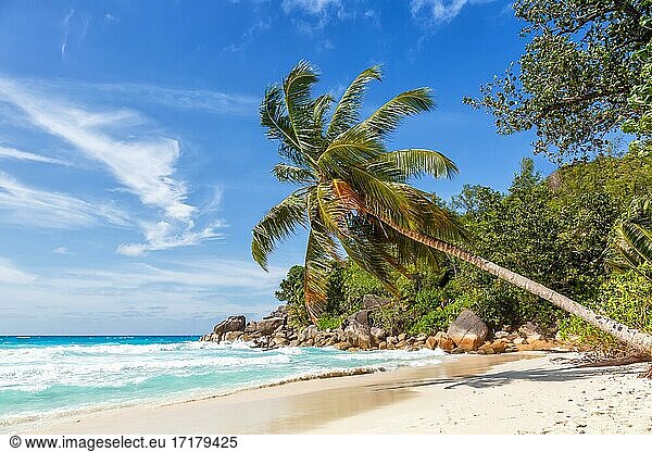 Anse Georgette beach holiday vacation island palm paradise sea water on Praslin  Seychelles  Africa