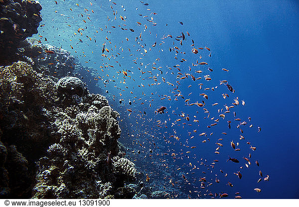 Ansicht des Korallenriffs