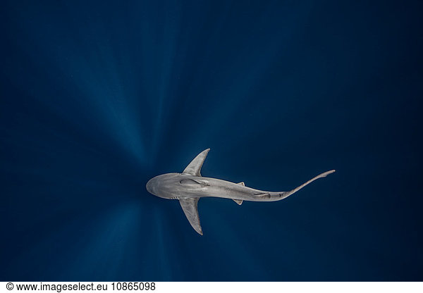 Ansicht eines Sandbankhais von oben