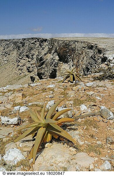 Ansicht von Aloen im südlichen Felslebensraum  Sokotra  Jemen  Asien