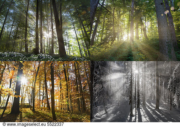 Ansichten von vier Jahreszeiten des Waldes