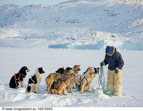 Anspannen der Schlittenhunde. Der Jäger trägt eine traditionelle Hose und Stiefel aus Eisbärenfell. Das traditionelle und abgelegene grönländische Inuit-Dorf Kullorsuaq  Melville Bay  Teil der Baffin Bay. Amerika  Nordamerika  Grönland  dänisches Gebiet.