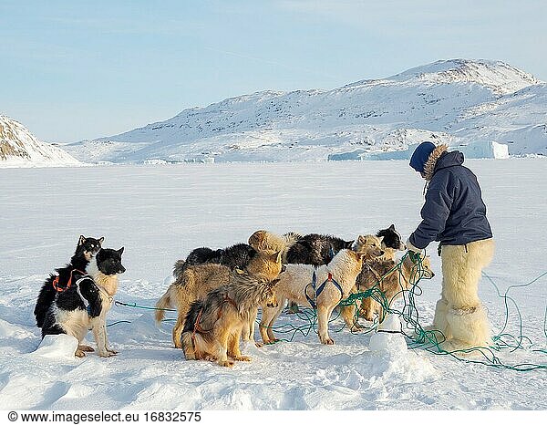 Anspannen der Schlittenhunde. Der Jäger trägt eine traditionelle Hose und Stiefel aus Eisbärenfell. Das traditionelle und abgelegene grönländische Inuit-Dorf Kullorsuaq  Melville Bay  Teil der Baffin Bay. Amerika  Nordamerika  Grönland  dänisches Gebiet.
