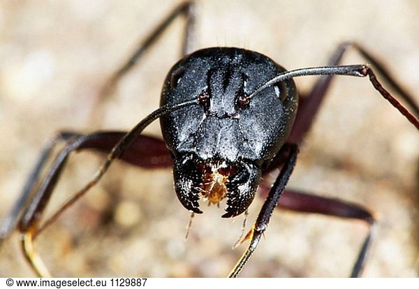 Ant (Camponotus Cruentatus)