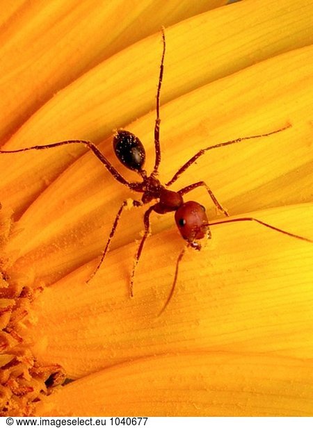 Ant (Cataglyphis Velox) Fütterung auf Sonnenblume