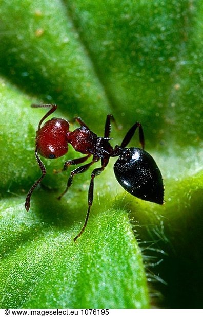 Ant (Crematogaster Scutellaris)