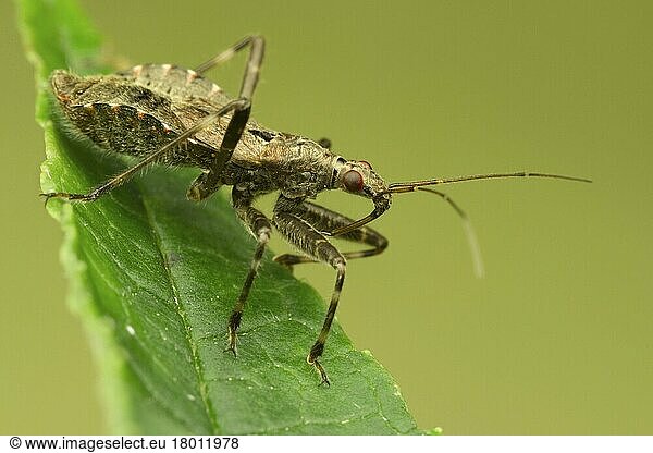 Ant Damsel Bug (Himacerus mirmicoides) adult  resting on leaf  Leicestershire  England  United Kingdom  Europe