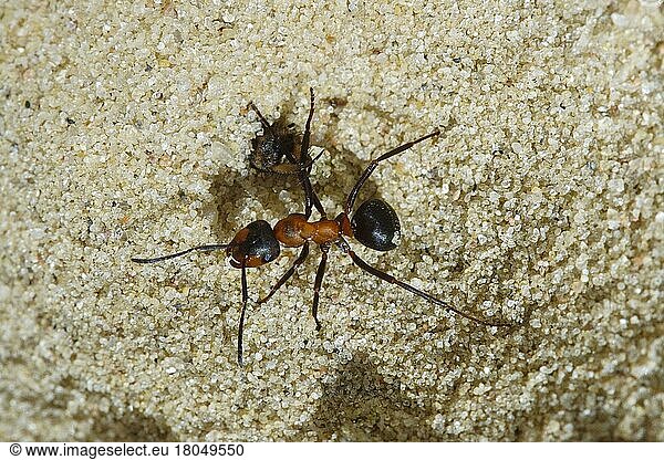 Ant lion  lion attacks ant (Myrmeleon obscurus) (Morter obscurus)