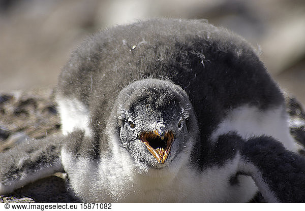 Antarctic Gentoo Penguin panting due to summer heat wave  Antarctica  Polar Regions