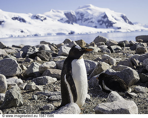 Antarctic Gentoo Penguin standing among rocks on beach  Antarctica  Polar Regions