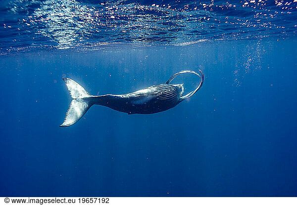 Antarctic humpback whale in ocean  Kingdom of Tonga  Ha'apai Island group  Tonga