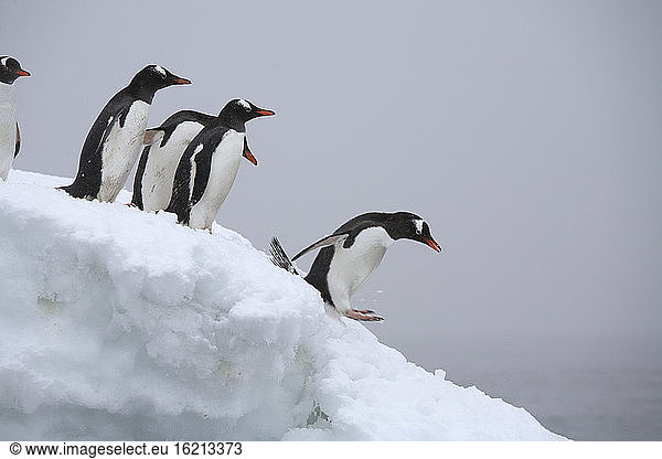 Antarctica  Gentoo Penguins (Pygoscelis papua) on iceberg