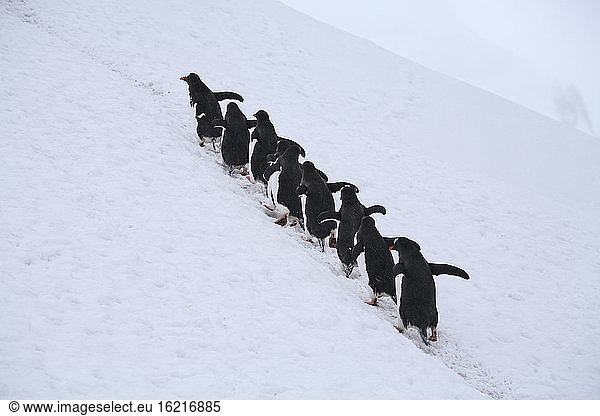 Antarctica  Gentoo Penguins (Pygoscelis papua) one after another