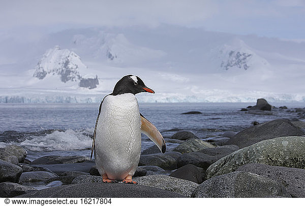 Antarctica  South Shetland Islands  Gentoo Penguins (Pygoscelis papua)