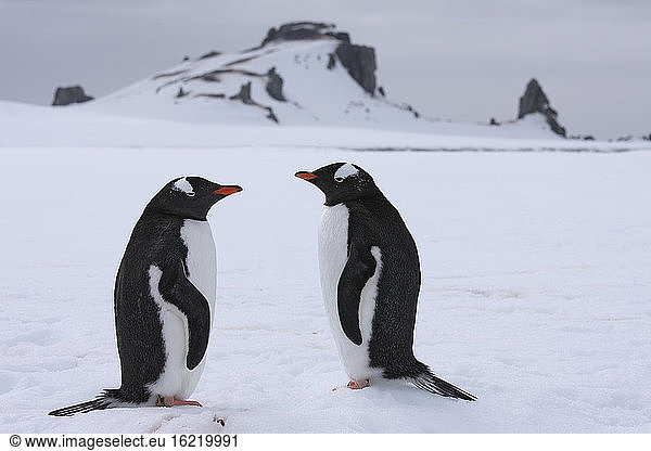 Antarctica  South Shetland Islands  Two Gentoo Penguins (Pygoscelis papua)