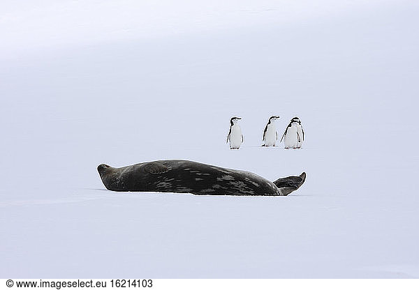 Antarctica  Weddell Seal (Leptonychotes weddellii) and Chinstrap Penguins (Pygoscelis antarcticus)