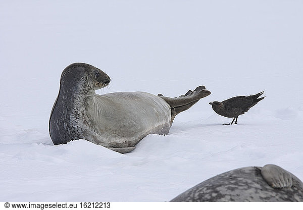 Antarktis  Weddellrobbe (Leptonychotes weddellii) und arktische Skua (Stercorarius parasiticus)