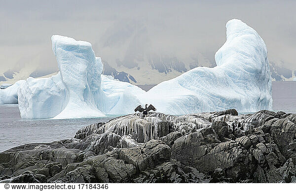 Antarktische Krähenscharbe beim Ausbreiten der Flügel mit flügelförmigem Eisberg  Antarktis  Polarregionen