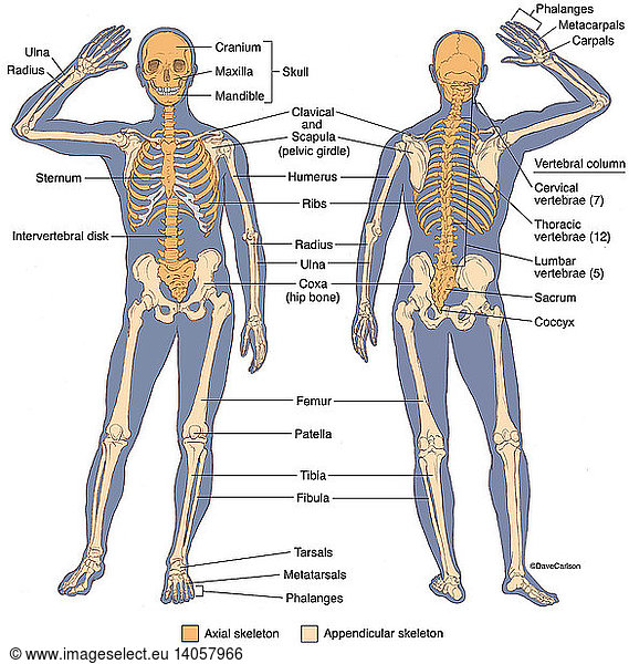 Anterior and Posterior View of Human Skeleton Anterior and Posterior ...