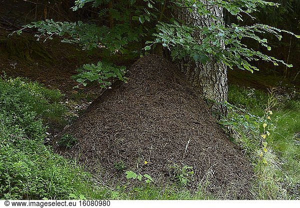 Anthill of red ant ( Formica rufa ) at the foot of a forest tree  Massif du Ballon d' Alsace   Vosges  France