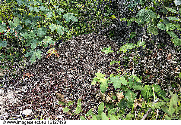 Anthill sheltering the Southern wood ant (Formica rufa) in an undergrowth at the edge of a forest path in summer  Massif des Vosges  France