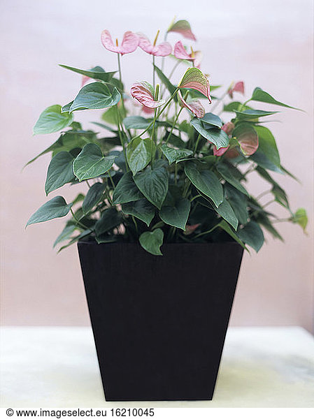 Anthuriums in flowerpot