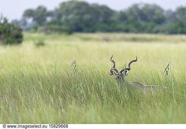 Antilope im hohen Gras  nur Kopf und Hörner sind sichtbar