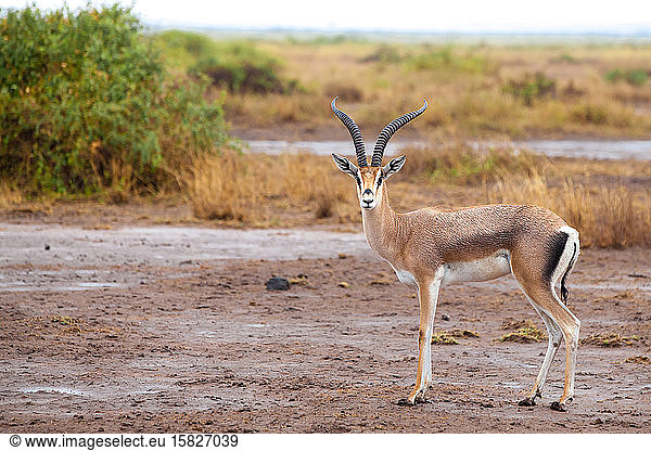 Antilope steht in der Savanne von Kenia