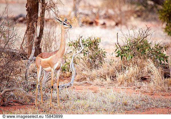 Antilope steht in der Savanne von Kenia  Impala