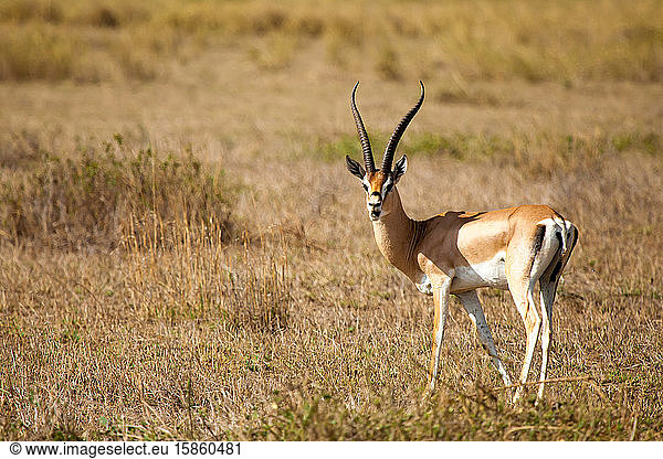 Antilope steht in der Savanne von Kenia  Impala schaut zu
