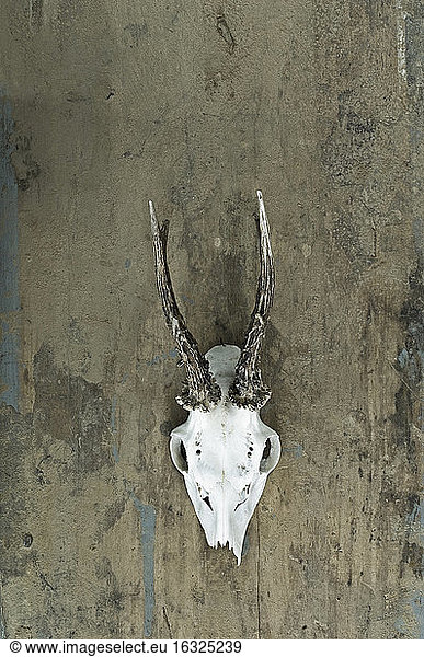 Antler of roe deer hanging on wooden wall