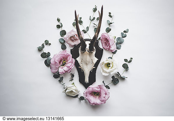 Antlers and rose decoration on wall