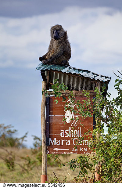 Anubispavian oder Grüner Pavian (Papio anubis)  Alttier sitzt auf einem Blechdach mit dem Hinweis zum Ashnil Mara Camp  Masai Mara Naturschutzgebiet  Kenia  Ostafrika  Afrika  ÖffentlicherGrund