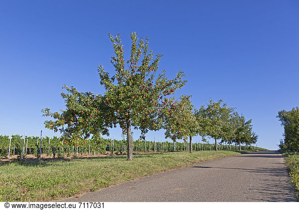 Apfelbäume im Sommer  Rheinland-Pfalz  Deutschland  Europa